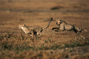 Cheetahs Gallery: Kenya, Maasai Mara, Pair of cheetahs running