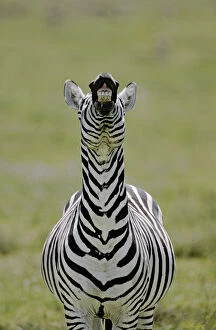 Kenya. Male Burchells zebra exhibits flehmen
