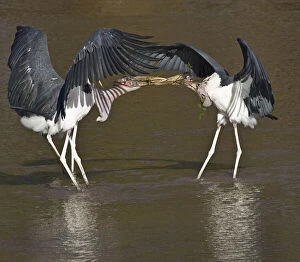 Kenya. Marabou storks struggle over nesting