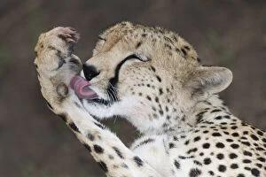Kenya, Masai Mara. Detail of adult cheetah