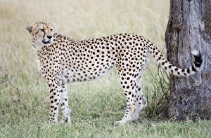 Kenya, Masai Mara. Adult male cheetah pauses