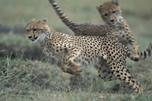 Kenya, Masai Mara Game Reserve, Adolescent