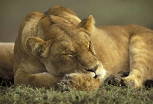 Images Dated 16th June 2004: Kenya, Masai Mara Game Reserve, Adult female