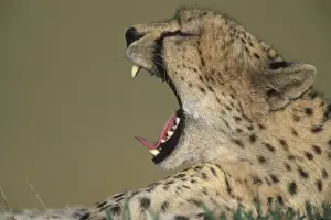 Sleepy Prints: Kenya, Masai Mara Game Reserve, Adult Female