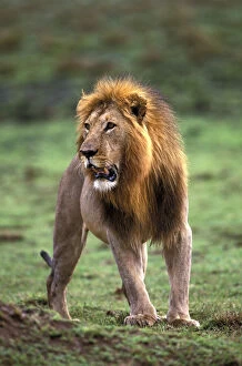 Kenya, Masai Mara Game Reserve. Adult male