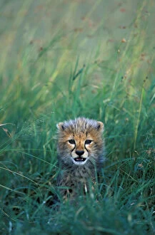 Images Dated 8th August 2012: Kenya, Masai Mara Game Reserve, Alert Cheetah