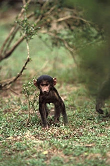 Baboon Gallery: Kenya, Masai Mara Game Reserve. Baby Olive