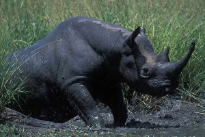 Kenya, Masai Mara Game Reserve, Black Rhinoceros
