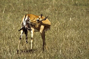 Child Gallery: Kenya, Masai Mara Game Reserve. Female impala