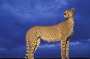 Attentive Gallery: Kenya, Masai Mara Game Reserve, Flash-lit