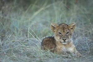 Kenya, Masai Mara Game Reserve, Lion cub