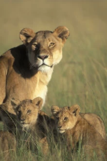 Kenya, Masai Mara Game Reserve, Lion cubs
