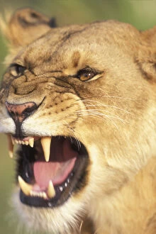 Fang Gallery: Kenya, Masai Mara Game Reserve, Lioness