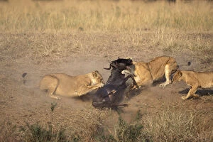 Kenya, Masai Mara Game Reserve, Lions (Panthera)