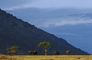 Caffer Gallery: Kenya, Masai Mara Game Reserve, Small herd