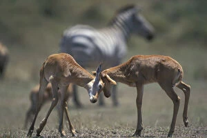Butt Gallery: Kenya, Masai Mara Game Reserve, Topi antelope