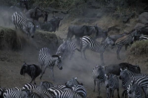 Herds Gallery: Kenya, Masai Mara Game Reserve, Vast Herds