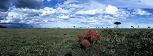 Beginning Gallery: Kenya, Masai Mara Game Reserve. Wildflowers