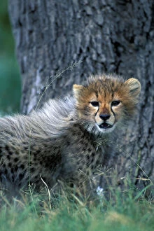 Images Dated 8th August 2012: Kenya, Masai Mara Game Reserve, Young Cheetah
