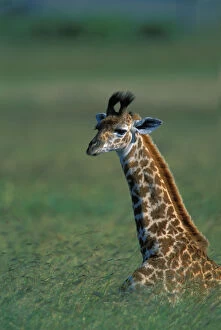 Images Dated 8th August 2012: Kenya, Masai Mara Game Reserve, Young Giraffe