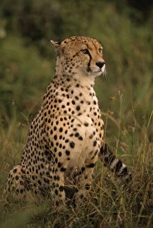 Kenya: Masai Mara, head of mating cheetah