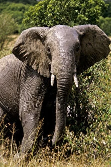 Kenya, Masai Mara National Reserve. Elephant