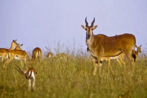 Kenya, Masai Mara National Reserve. Herd