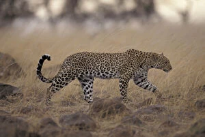 Images Dated 12th January 2011: Kenya, Masai Mara National Reserve, Leopard