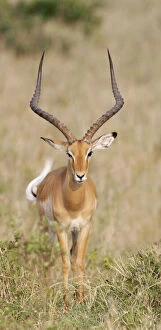 Images Dated 31st March 2009: Kenya, Masai Mara National Wildlife Reserve