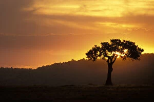 Kenya, Masai Mara Reserve. Acacia tree silhouetted