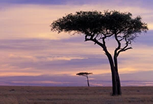 Images Dated 26th January 2011: Kenya, Masai Mara. Sunrise on the plains