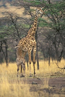 Images Dated 12th January 2011: Kenya, Masai Mara, Three-day-old giraffe
