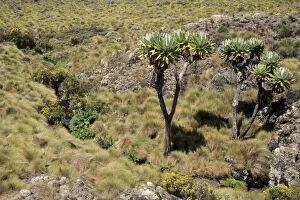 Images Dated 28th May 2010: Kenya: Mt Kenya, Timau Track, Dendro senecio