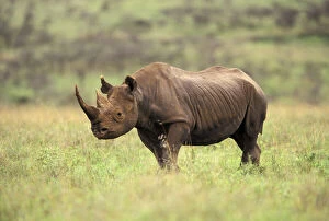 Bicornis Gallery: Kenya, Nairobi National Park. Black Rhinoceros
