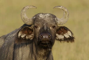 Images Dated 31st March 2009: Kenya, Nakuru National Park. Cape buffalo