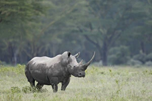 Kenya, Nakuru National Park. Endangered