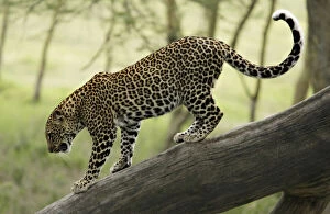 Images Dated 31st March 2009: Kenya, Nakuru National Park. Leopard walking