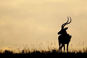 Kenya, Nakuru National Park. Silhouette