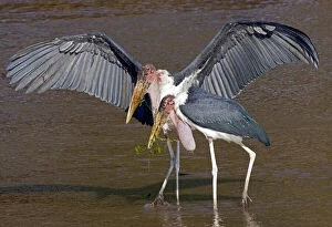 Kenya. Pair of marabou storks in shallow