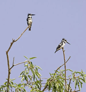 Kenya. Pair of pied kingfishers perched