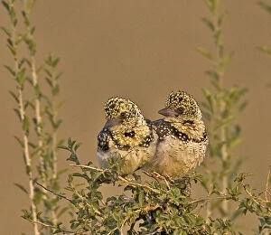 Barbet Gallery: Kenya. Pair of red-yellow barbets perched