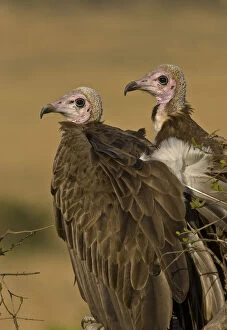 Kenya. Profile of two lappet-faced vultures