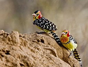 Barbet Gallery: Kenya. Red-and-yellow barbet birds perched