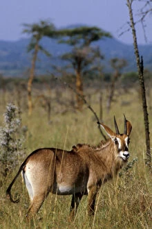 Kenya: Ruma National Park, in Lambwe Valley
