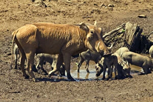 Diurnal Gallery: Kenya, Samburu Game Reserve. Warthog (Phacochoerus)