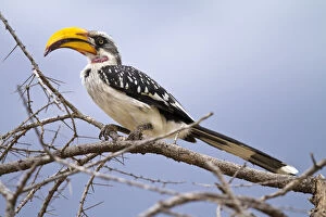 Billed Gallery: Kenya, Samburu Game Reserve. Yellow-billed