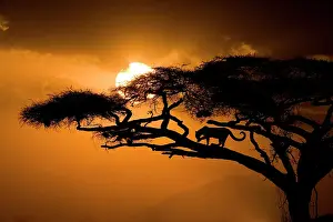 Kenya, Samburu National Reserve. Leopard silhouette in acacia tree. Date: 27-09-2007