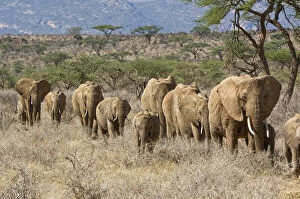 Samburu Gallery: Kenya, Samburu National Reserve. Elephants