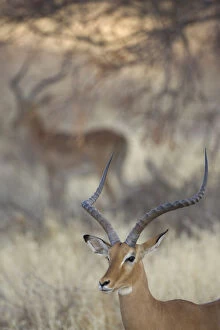 Images Dated 26th June 2007: Kenya, Samburu National Reserve. Two impalas