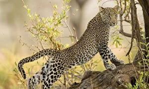 Kenya, Samburu National Reserve. Leopard